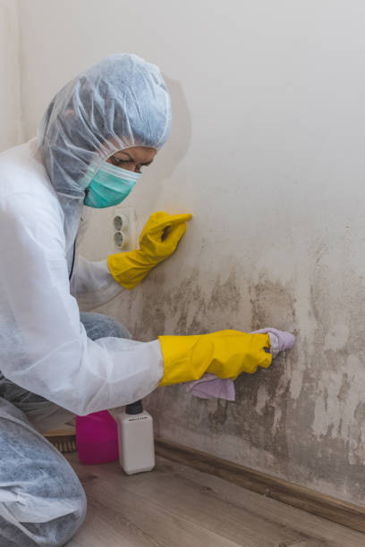 Best Basement Mold Removal  in Minorca, LA