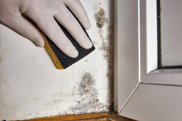 Best Air Quality Testing for Mold Spores  in Minorca, LA